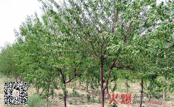 苏州古城耦园耦耕品味_ayx(图2) 爱游戏官方
